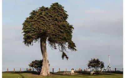 Tree thought to have inspired Dr. Seuss’ ‘The Lorax’ falls in California – CNN