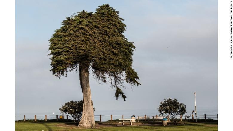 la jolla monterey cypress