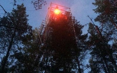 A late-night disco in the forest reveals tree performance | Phys.org