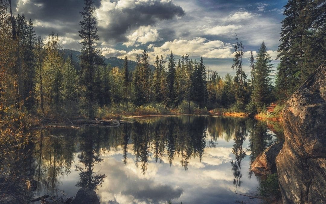 What Trees Teach Us About Fire | The Nature Conservancy