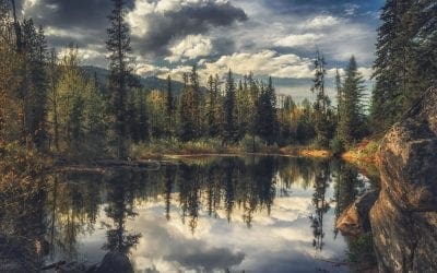 What Trees Teach Us About Fire | The Nature Conservancy