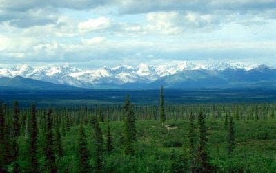 30 fascinating facts about the boreal forest | TreeHugger