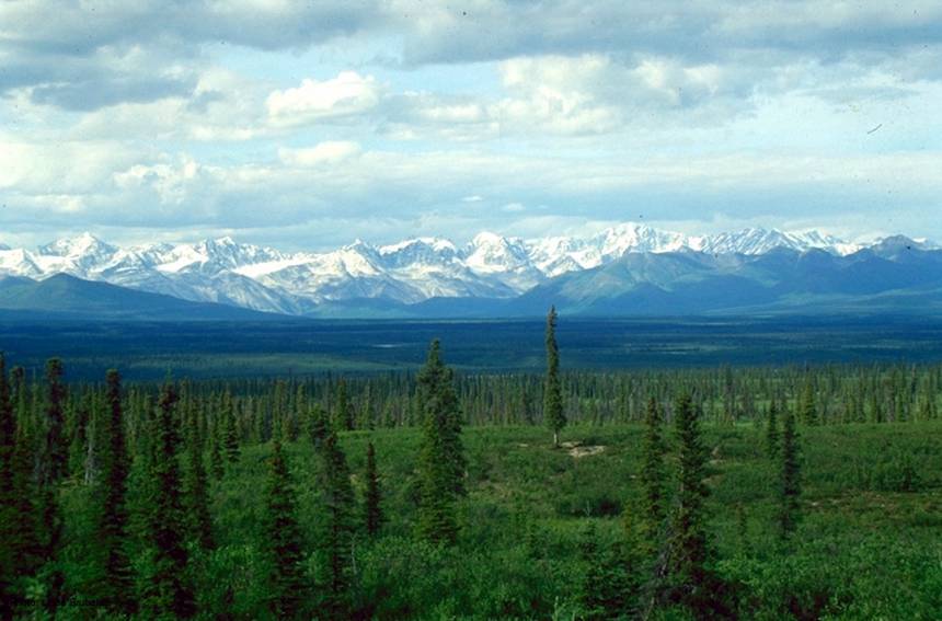 picea glauca taiga