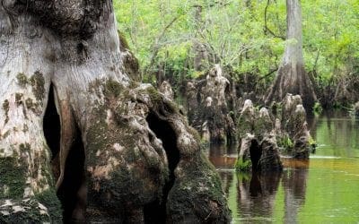 There’s a tree in this North Carolina swamp that’s at least 2,624 years old | MNN – Mother Nature Network