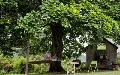 Nice shades: 7 Fast growing shade trees to slash your electric bill | TreeHugger