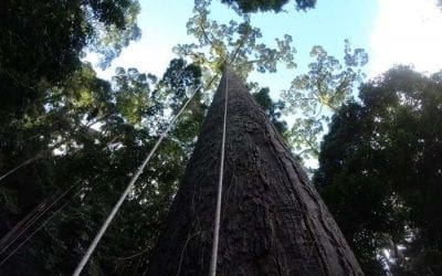 This Is the World’s Tallest Tropical Tree | Smithsonian