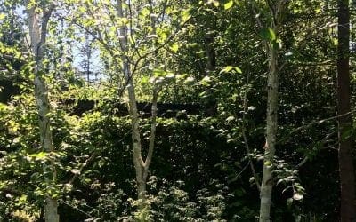 Tending trees: a life’s work | Life and style | The Guardian