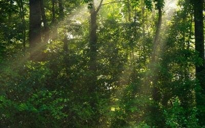 Grow a 100-year-old forest in your backyard in just 10 years | TreeHugger