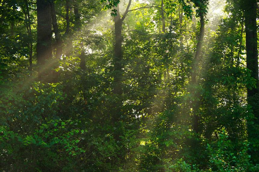 Grow A 100-year-old Forest In Your Backyard In Just 10 Years 