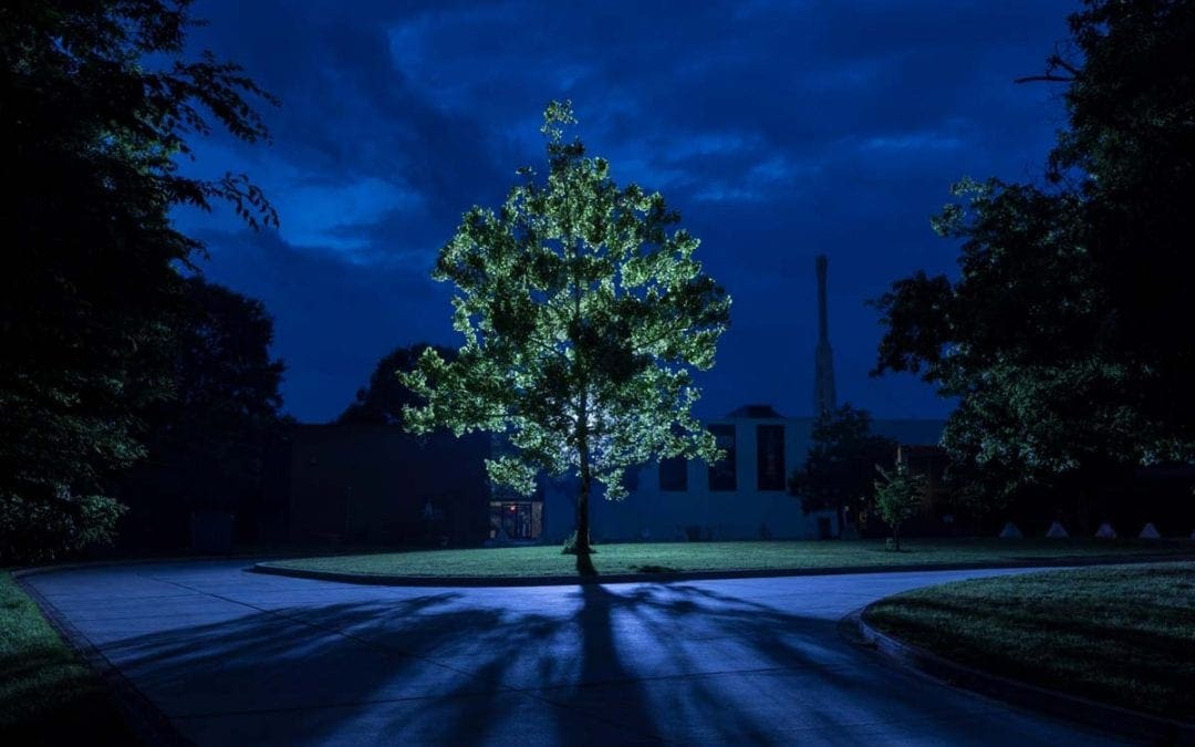 Where are the Apollo moon trees now? | National Geographic