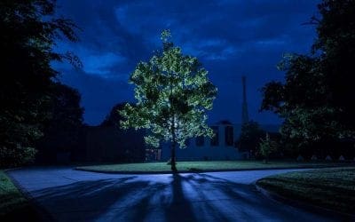 Where are the Apollo moon trees now? | National Geographic