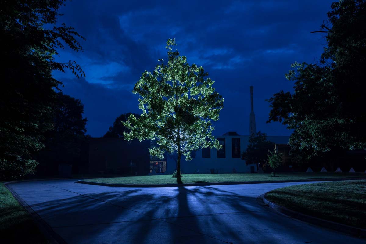 moon trees