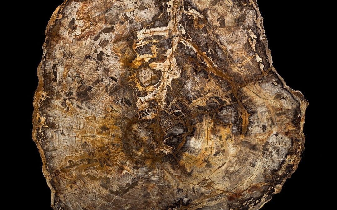 A 16-Million-Year-Old Tree Tells a Deep Story of the Passage of Time | Smithsonian