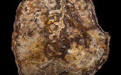 A 16-Million-Year-Old Tree Tells a Deep Story of the Passage of Time | Smithsonian