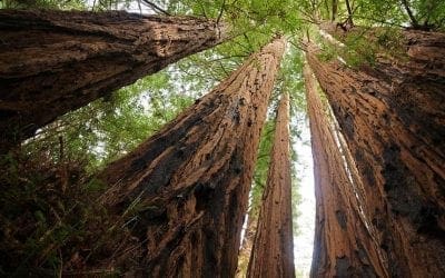 How tall is the tallest tree on Earth? | TreeHugger