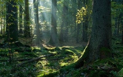 How to identify a tree by its bark | MNN – Mother Nature Network