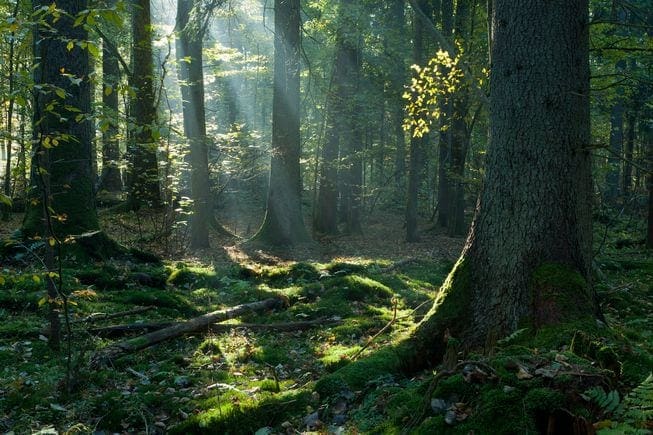 tree trunks bark forest