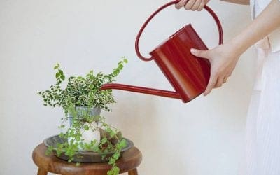 How to water houseplants correctly | TreeHugger