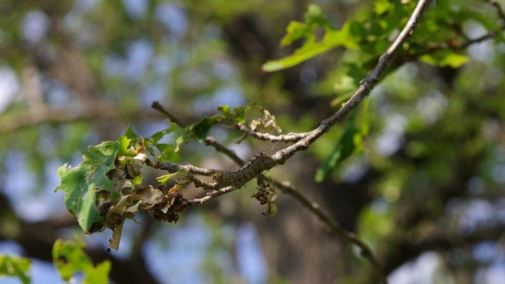gypsy moth