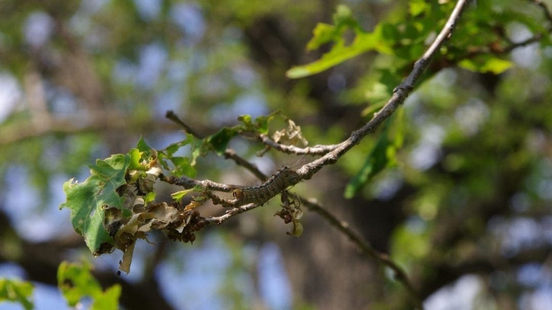 5 Tree Pests to Check for This Month | Arbor Day Blog