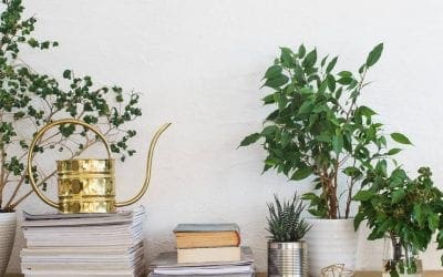 8 houseplants to avoid if you have allergies | TreeHugger