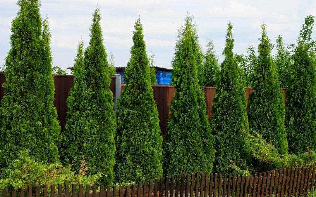 How to Plant a Privacy Hedge | Arbor Day Blog