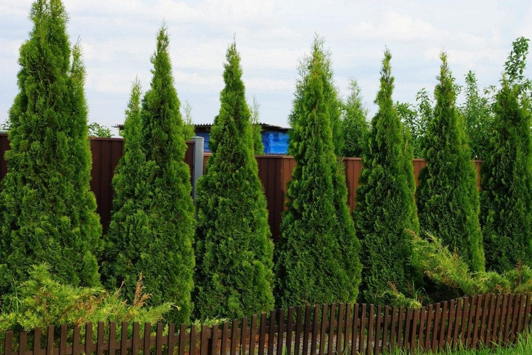 privacy hedge