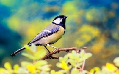 What a tree is to a bird | Arbor Day Blog