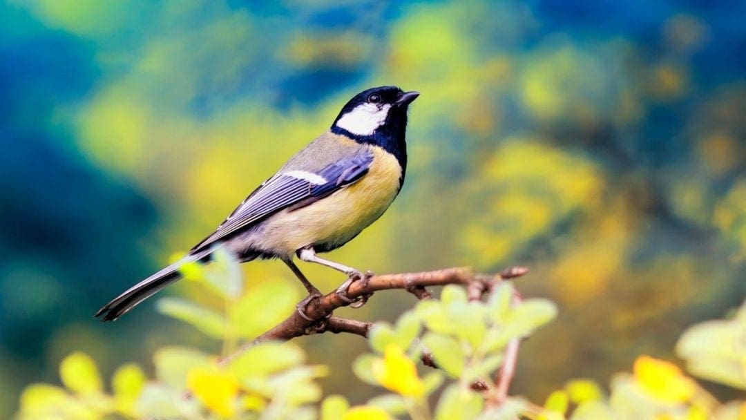 bird on tree branc