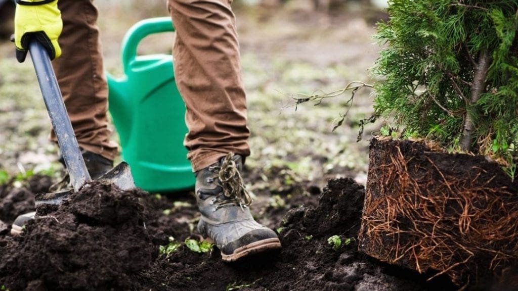 tree planting hole