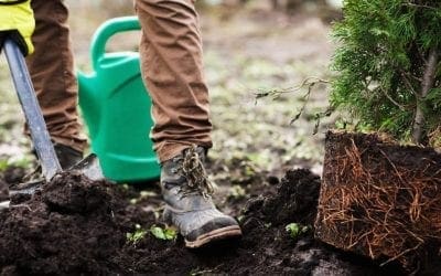 Why It’s Great to Plant Trees in the Fall | Arbor Day Blog