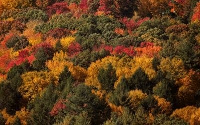Leaf peeping: Massachusetts spots to view fall foliage in 2019 | Boston.com