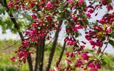 7 Small Flowering Trees for Small Spaces | Arbor Day Blog