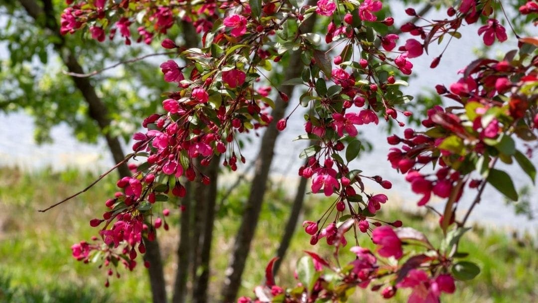 crab apple tree