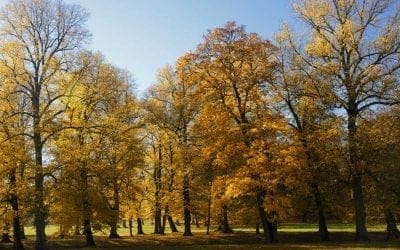 Fall Tree Care | Horticulture Magazine
