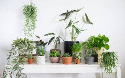 How to prepare houseplants for fall | TreeHugger