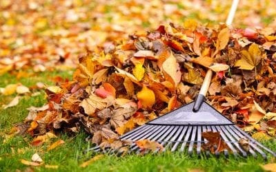 Trust in nature – and stop raking up your garden leaves | The Guardian