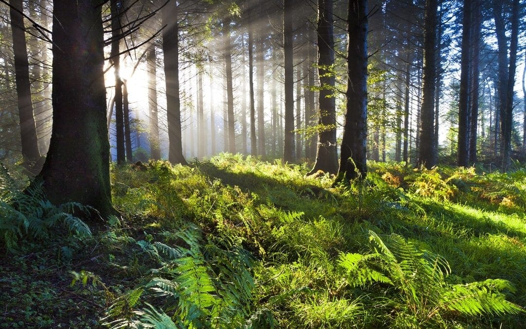 21 reasons why forests are important | MNN