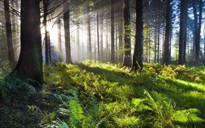 21 reasons why forests are important | MNN