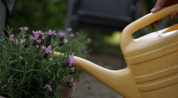 watering can