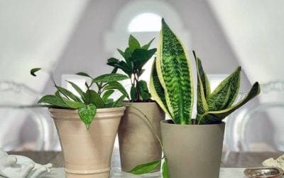 The benefits of grouping houseplants together | TreeHugger