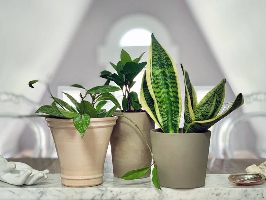 houseplants