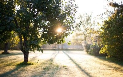 Can I Still Plant? First Frost & Fall Establishment | Turf Magazine