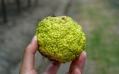 The truth about the tree that grows ‘brains’ and scares small children | MNN