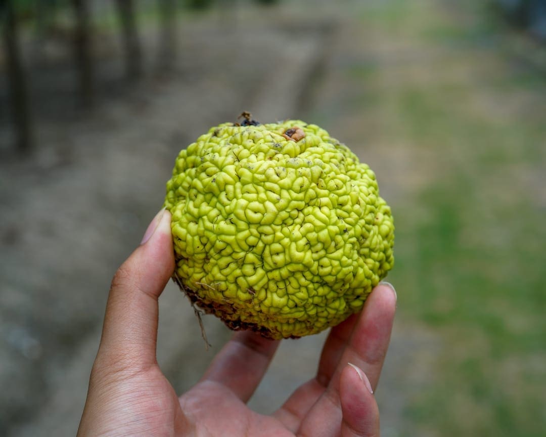 osage orange