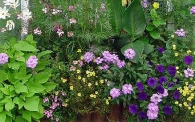 Annual Plants Should Be Part of Every Garden – Horticulture