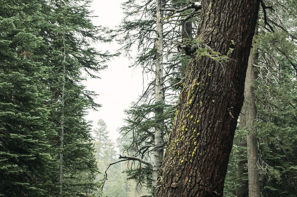 America’s Champion Trees Announced – American Forests