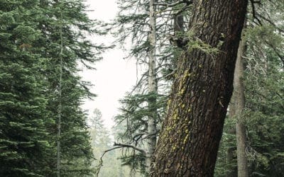 America’s Champion Trees Announced – American Forests
