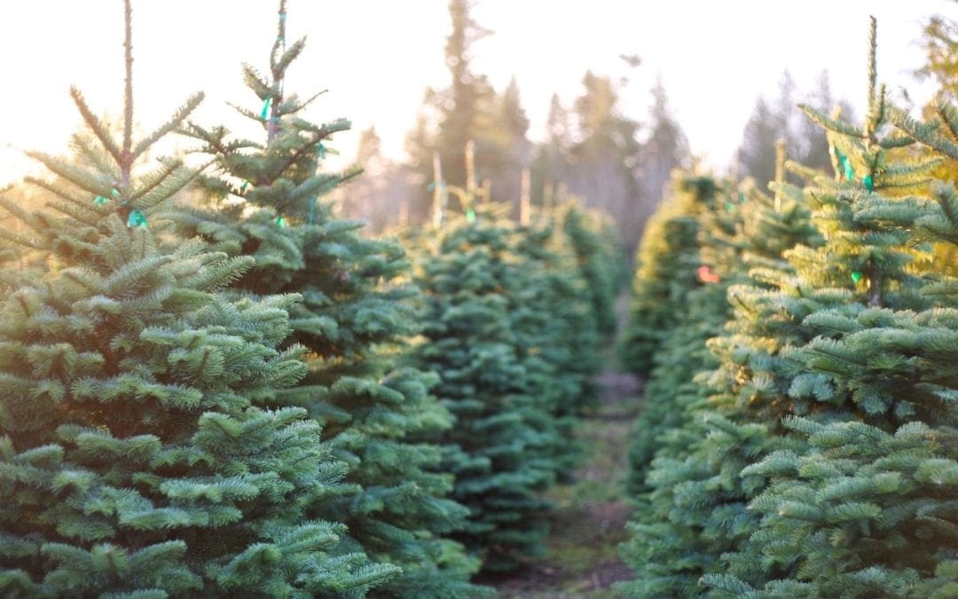 History of the Christmas Tree | Arbor Day Blog