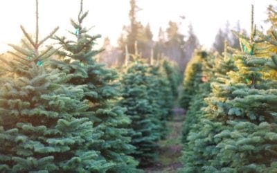 History of the Christmas Tree | Arbor Day Blog